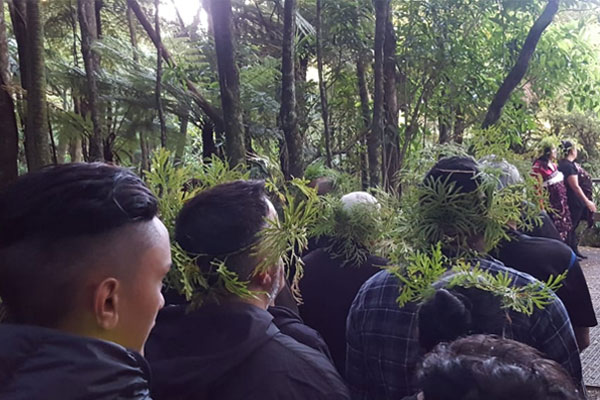 rahui on waitakere ranges to protect kauri