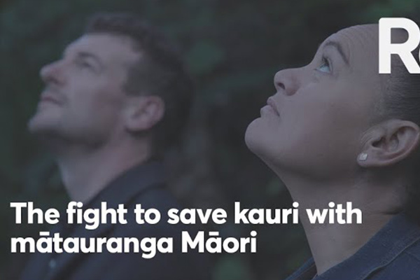 the fight to save kauri